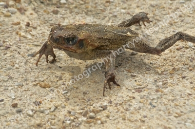 Cane Toad
Queensland 
Australia