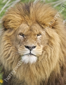 Doncaster Wildlife Park