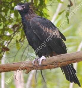 Wedge Tailed Eagle