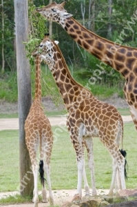 Australia Zoo 
Queensland