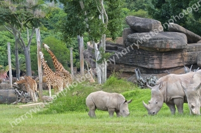 Australia Zoo 
Queensland