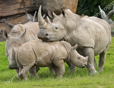 Australia Zoo 
Queensland