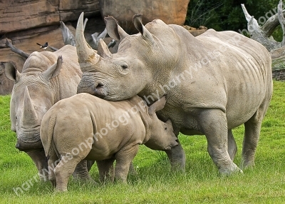 Australia Zoo 
Queensland