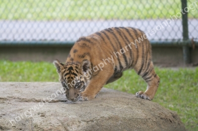 Australia Zoo 
Queensland