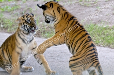 Australia Zoo 
Queensland