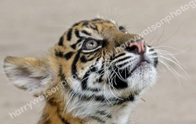 Australia Zoo 
Queensland