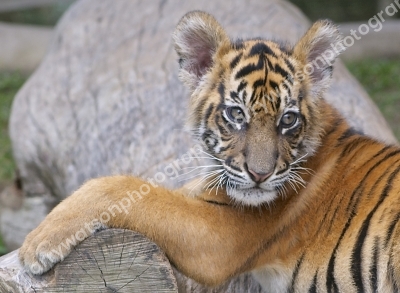 Australia Zoo 
Queensland