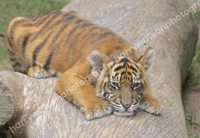 Australia Zoo 
Queensland