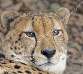 Australia Zoo 
Queensland