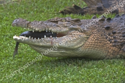 Australia Zoo
Queensland
Australia