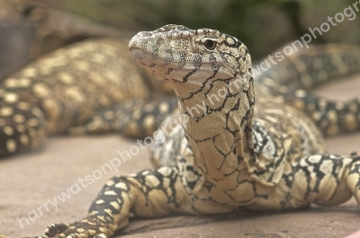 Perentie
Australia Zoo Queensland