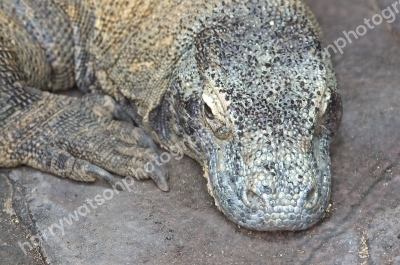 Comodo Dragon
Australia Zoo Queensland