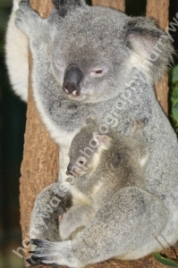 Koala
Australia Zoo 
Queensland