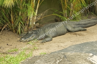 Australia Zoo 
Queensland