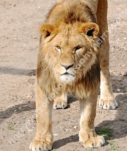 Doncaster Wildlife Park