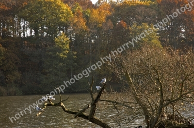 New Miller Dam
Nr Wakefield