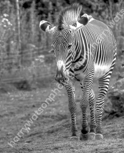 Zebra