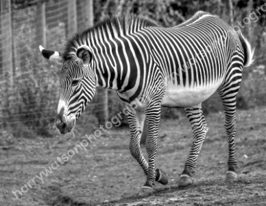 Zebra