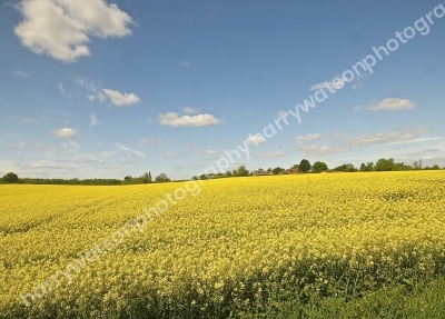 Field Of Gold