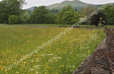 Buttercups