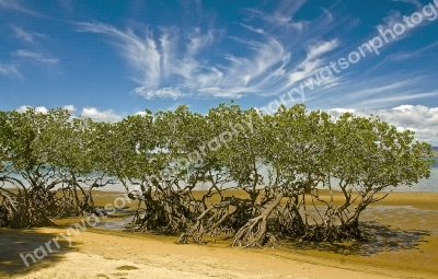 St Agnes Beech 
Queensland