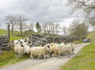 Yorkshire Dales