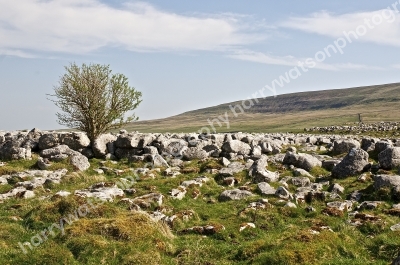 Lone tree 
North Yorkshire