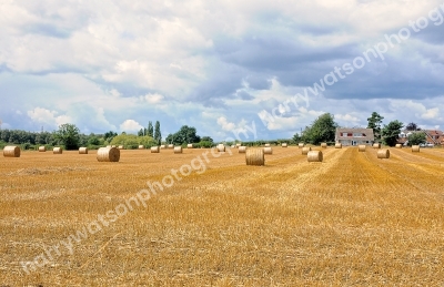 Harvest Time