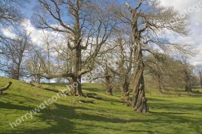 Studley Royal Park
Nr Ripon