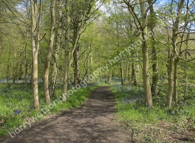 Bluebells Dearne Valley 
South Yorkshire