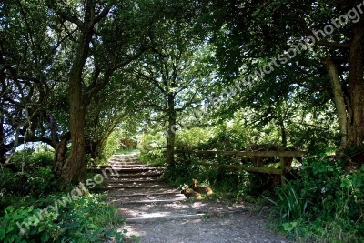 Pathway to Golden Cap